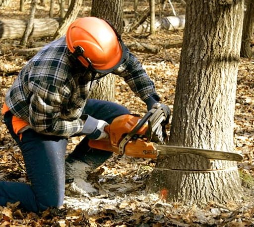 Tree Removal in Elkhart Lake, WI